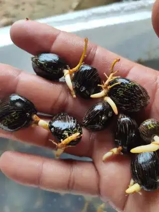 Petani Diminta Kenali Ciri-ciri Benih Sawit Palsu