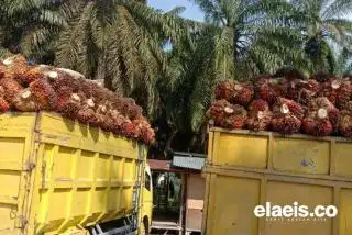 Dua Provinsi ini Berbagi Jagoan Harga TBS. Empat Persoalan ini Picu Perbedaan Harga