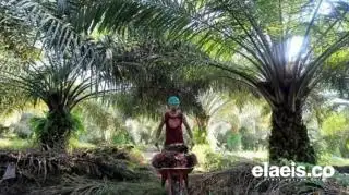 Tunggu Pencairan, Pemprov Riau Sudah Laporkan RKP DBH Sawit