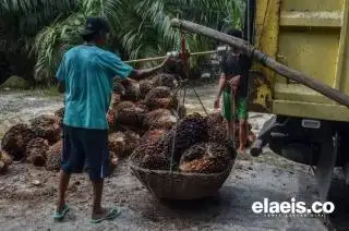Harga TBS Sawit di Sumut Juara Pekan Ini, Provinsi Ini yang Paling Rendah