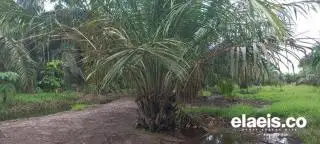 PSR Kaltim Mayoritas dari Lahan APL