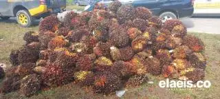 Makin Jeblok, Sawit Sumut Kini Dibandrol Rp2.508,36/kg