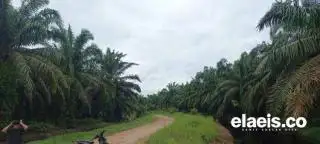 Anjlok Lagi, Harga Sawit di Sumut Rp2.487,74/Kg