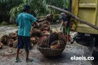 BPS Sebut Ada 728 Ribu Usaha Pertanian Perorangan di Riau, 62,65% Petani Sawit