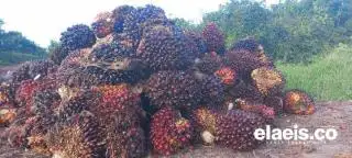 Bupati Bengkulu Selatan Berencana Pakai Dana Desa Bikin Pabrik CPO Mini, Wakil Rakyat Bilang Gini...