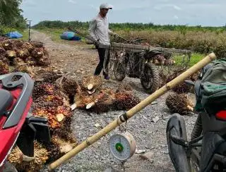 Merangkak Naik, Kelapa Sawit di Sumut Dibeli Rp2.525,73/Kg