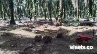 Harga TBS Sumbar Salib Sumut dan Riau. Segini Harganya