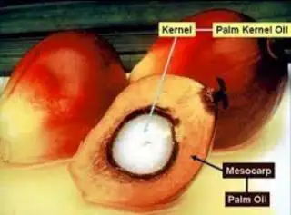 Harga Jual Kernel Perusahaan Mitra Swadaya di Riau Anjlok