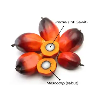 Harga Kernel Mitra Plasma di Riau Turun, Harga TBS Plasma Kok Naik?