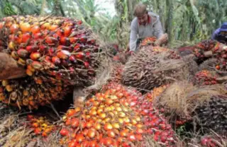 Makin Mantap, Harga TBS di PKS PT Musim Mas Tembus 2.425/Kg