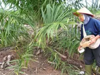 Paham Unsur Hara Makro, Tanaman Sawit Bisa Berbuah Lebat, Kok Bisa!