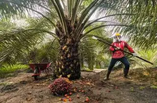 Siak Punya Lebih 358 Ribu Hektar Perkebunan, ini Komoditas yang Diusahakan
