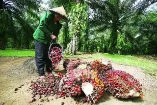 Pendapatan Petani Sawit di Bengkulu Menjanjikan