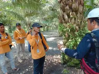 Di Siak, Kebun yang Dikelola PTPN Cuma Secuil Dibanding Milik PBS