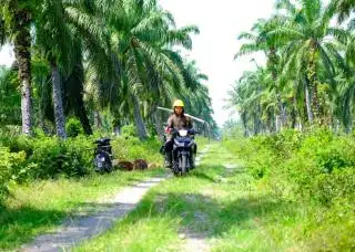 Wilmar Dampingi 1.500 Petani Sawit Swadaya Raih Sertifikat ISPO
