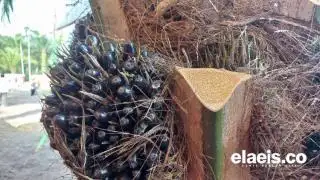 Pekan Ini, Harga Sawit di Sumut Rp2.930.30/Kg