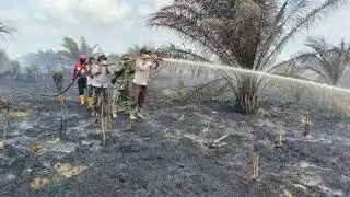 15 Hektar Kebun Sawit Kopsa Permadani Terbakar
