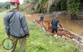 Naik Rp 0,49, Stagnan Harga TBS Mitra Plasma Jambi Periode 5-18 April 2024
