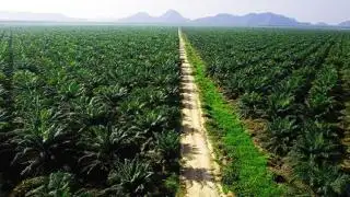 Petani Harus Rutin Pantau Kebun Sawit Selama Libur Lebaran, Kenapa?