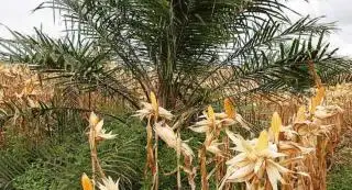 Petani Manfaatkan Lahan Kebun Sawit untuk Tanam Jagung