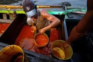 Terjun Bebas Harga CPO Tender KPBN Periode 16 Apeil 2024, dari Rp 13.300-an Menjadi ...