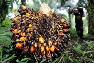 Harga CPO di Sulbar Meningkat, Begini Kondisinya