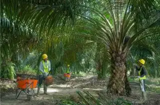 ISPO Terkendala Kawasan, ini yang Dilakukan Kementan