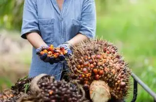 Konflik Timur Tengah Bawa Dampak ke Petani Sawit di Bengkulu, Kok Bisa!