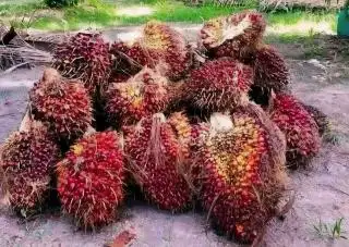 PKS Harus Bedakan Kualitas TBS Kelapa Sawit Produksi Petani dan RAM