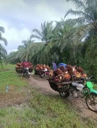 Faktor Ini yang Bikin OJK Dukung Sawit Sumatera Utara