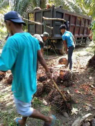 Begini Cara Toke di Siak Tolak Buah Sawit 'Haram'
