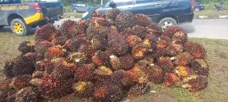 Harga Sawit di Kaltim Turun Tipis