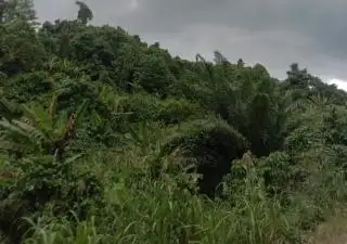 Berkebun Sawit Membuat Petani di Arso Trauma Dua Kali, Ada Apa?