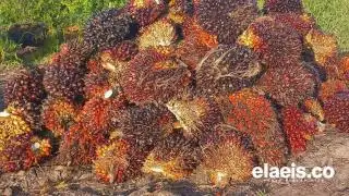 Naik Tipis, Harga Sawit Sumut Rp2.833,06/Kg