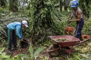 Buruh Perkebunan Sawit di Bengkulu Minta Kenaikan Upah