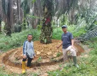 Petani Harus Tahu Nih, Begini Cara Ampuh Cegah Ganoderma Pada Sawit