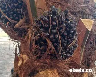 Onde Mande! Harga Sawit Terus Merosot di Sumbar