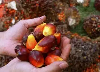 Petani Sawit di Bengkulu Sedih, Harga TBS Terus Merosot