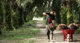 Harga TBS Mitra Swadaya di Riau Naik Tipis, Simak Daftarnya