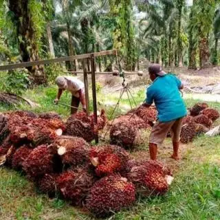Salip Sumbar dan Sumut, Riau Jadi Jawara Harga TBS Sawit