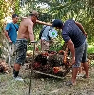 Perekonomian Sumut Sangat Tergantung pada Pertanian dan Perkebunan