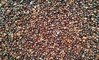 Jebol Juga ke Rp 10.000 Per Kg Harga Palm Kernel Hasil Tender Astra Periode 30 Juli 2024