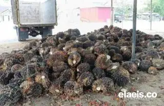 Bah, Harga Sawit di Sumut Turun Minggu Ini
