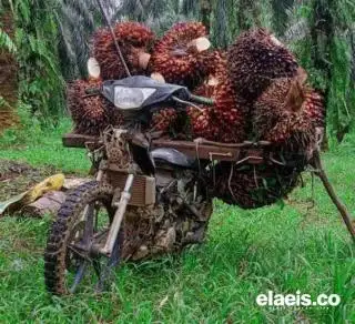 Harga TBS Sawit Periode Ini di Jambi kembali Ambles
