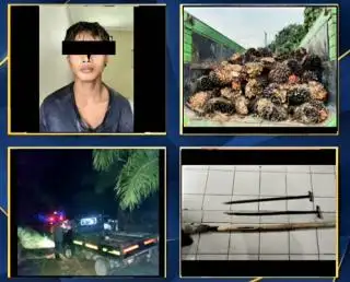 Tertangkap Tangan Jarah Sawit Perusahaan, Seorang Pelaku Diamankan
