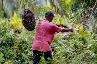Harga TBS Sawit Plasma Riau Turun Tipis Pekan ini
