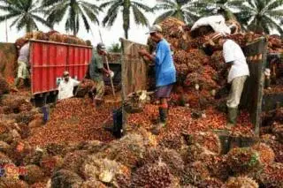 Petani Plasma di Riau Pesta, Harga TBS Sawit Lebih Rp 3.500/Kg