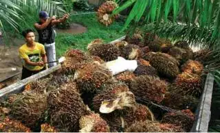 Mantap Lur! Harga TBS Sawit Kaltim Berhasil Tembus Level Rp 3.000/Kg