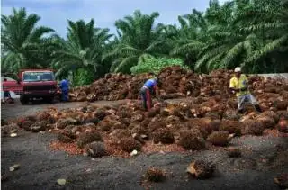 Turun Sesaat, Harga TBS Sumut Kembali Melonjak
