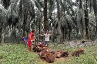 CPO Mulai Loyo, Harga TBS Sawit Plasma di Riau Turun Tipis